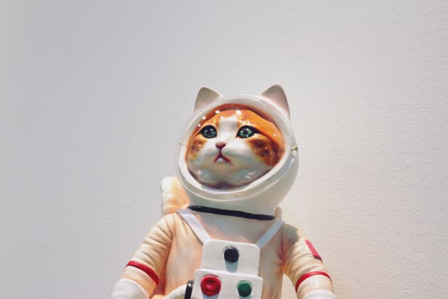 space cat